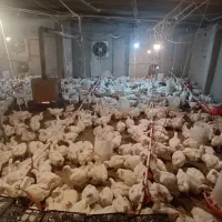 فروش مرغ گوشتی|حیوانات مزرعه|قائمشهر, |دیوار