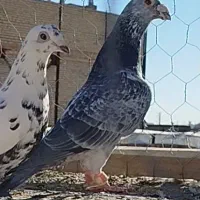 قره سبز سوسکی|پرنده|تربت‌حیدریه, سرمحله|دیوار