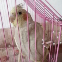 عروس هلندی ماده