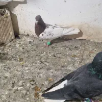 کبوتر|پرنده|مشهد, خواجه ربیع|دیوار