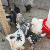 جوجه سلطان