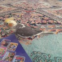 عروس‌هلندی