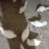 ۱۰عدد مرغ تخم گزار همه جوان نه ماهه|حیوانات مزرعه|مریوان, |دیوار