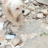 سگ  پا کوتاه