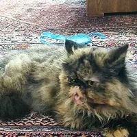 گربه پرشین سوپر فلت