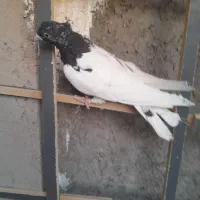 کفتر رنگی|پرنده|ابریشم, |دیوار
