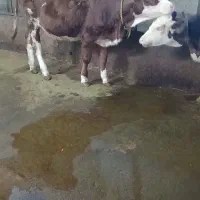 فروش گوساله