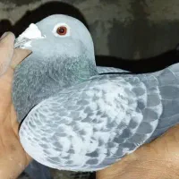 کبوتر پلاکی|پرنده|خاش, |دیوار