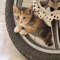گربه|گربه|زنجان, |دیوار