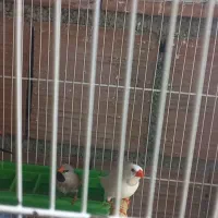 فنچ کرواتی مولد|پرنده|آزادشهر, |دیوار