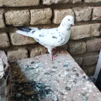 کبوتر