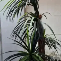 گلدون نخل