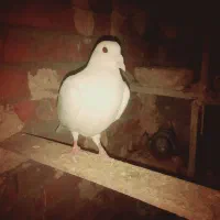 باسلام یک جفت کبوتر پلاکی