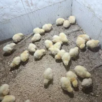 جوجه گوشتی راس 308دونه 60هزار