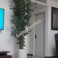 درخچه بنجامین