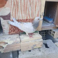 یه جفت پلاکی نر ماده|پرنده|خمینی‌شهر, |دیوار