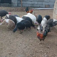 بوقلمون محلی