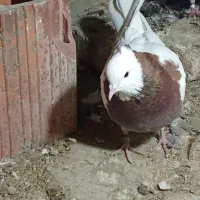 تعدادی کبوتر پرشی