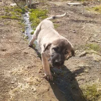 توله پژدر|سگ|تویسرکان, |دیوار