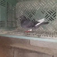 کفتر|پرنده|کهنوج, |دیوار