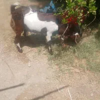 گوسفندنر