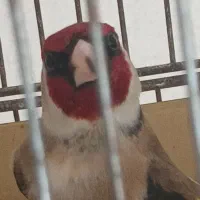 سهره چهارگل کراواتی