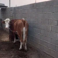 تلبیسه موند قرمز شکم اول