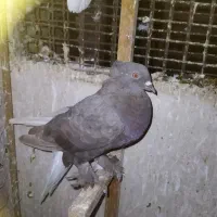 کبوتر هوایی|پرنده|شیراز, دشت چنار|دیوار