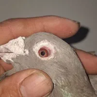 کفتر|پرنده|کرج, شهرک سهرابیه|دیوار