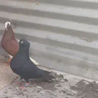 کفتر بهبونی