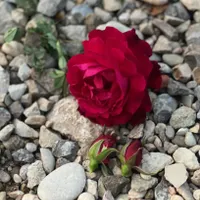 پرستار جهت نگهداری از سالمند خانم
