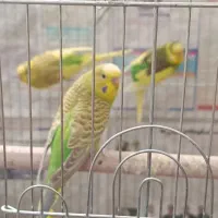 مرغ عشق جوان|پرنده|سبزوار, امیر کبیر|دیوار