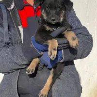 سگ ژرمن شپرد ورک نر دوماه اصیل فی  ۹ م تومان