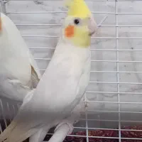عروس هلندی ماده