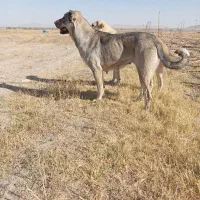 سگ ماده پژدر اصل