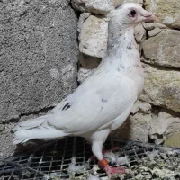 12 کبوتر|پرنده|تایباد, |دیوار