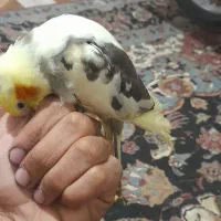 عروس هلندی