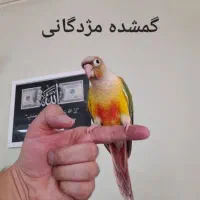 طوطی گرینچیک عروس هلندی برزیلی سهره قناری