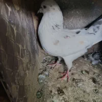 کبوتر پرشی|پرنده|لردگان, |دیوار