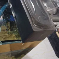 آکواریوم|ماهی|کرمانشاه, |دیوار