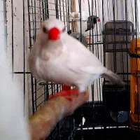 فنچ کرواتی جفت مولد|پرنده|تهران, دبستان|دیوار