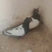 سینه سیاه