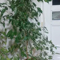 گل طبیعی  خوشگل سرحال