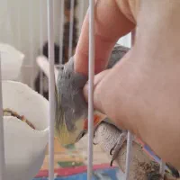 عروس هلندی دستی|پرنده|اصفهان, جاوان|دیوار