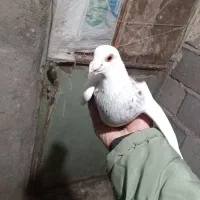 سار اقون|پرنده|آبکوه, |دیوار