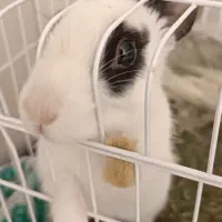 خرگوش