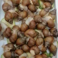 فروش حلزون وخاویار