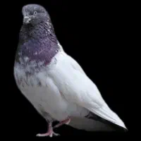 کبوتر کله ای نوک قنار
