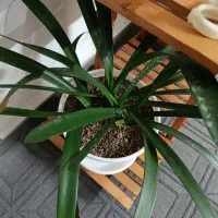 گل زیبا|گل و گیاه طبیعی|طرقبه, |دیوار