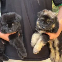 ژرمن شولاین|سگ|بندرعباس, |دیوار